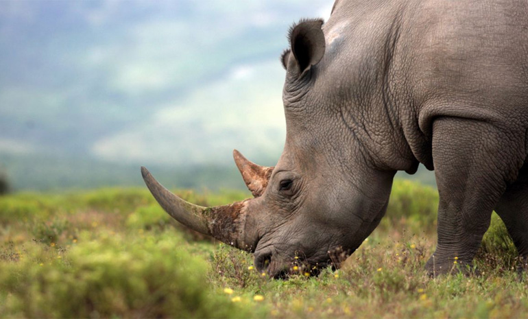 남아공, 코뿔소 뿔 보호 위한 자금 마련 경매 중